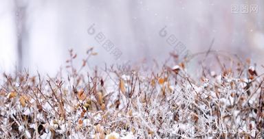 冬天大雪中的枯枝野草特写镜头